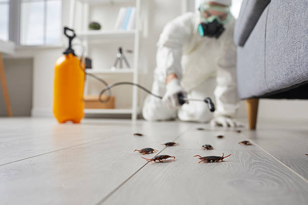 Commercial Rodent Management in Cookson